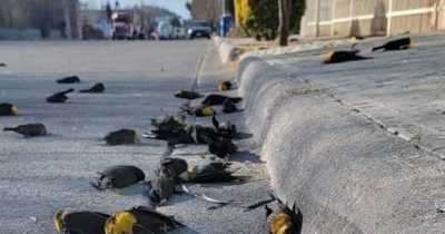 Mysterious Video Captures Flock Of Black Birds Die And Fall From The Sky In Mexico