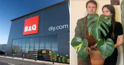 Lucky Couple Purchased A &pound;12 Plant Which They Later Found Was 'Rare' - And Its Leaves Are Worth &pound;170 Each.