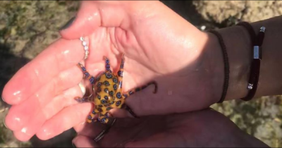 Woman Unknowingly Picks Up A Tiny Adorable Octopus Without Realising It Is One Of World's Deadliest Creatures