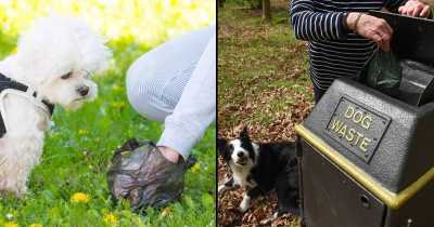 Dog Food Company Willing To Pay Someone $6k To Sniff Pets Poo For Two Months