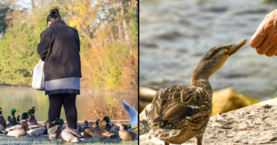 Woman Treated Like A Criminal And Charged Huge Fine For Feeding Ducks
