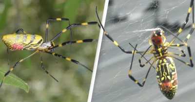 Invasive Parachuting Spider Could Cover Entire East Coast, Study Says