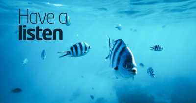 Fish Have Been Talking For 155 Million Years, And Now You Can Hear Their 'Voices'