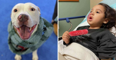 Couple's Fake Service Pitbull Bites A Child On The Face And They Flee