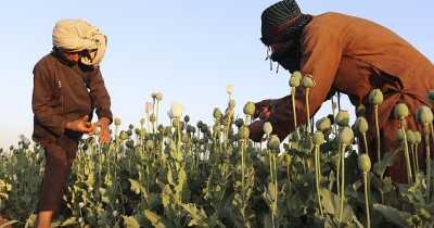 Taliban Announced Anyone Caught Growing Poppy Crop Will Be Subjected To Sharia Law