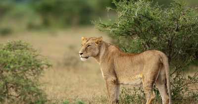 Church Leader Mauled By Lion After Trying To Prove That God Will Intervene
