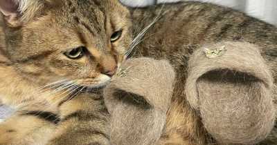 Cat Goes Viral For Wearing Slippers Made From Its Own Fur