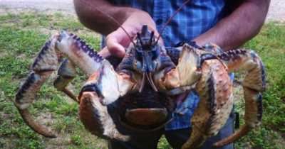 Man Grabs A Mysterious Creature Without Realizing What It Is