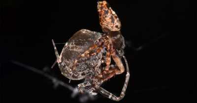 These Male Spiders 'Catapult' Themselves To Avoid Getting Eaten By Female Spiders After Mating