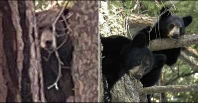 California Family Left Shocked After Finding Family Of Five Bears Hibernating Under Their Home After Hearing 'Snoring' Noises