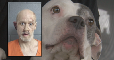 Rescue Pitbull Helped Restrain Alleged Burglar Until Cops Arrived