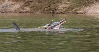 Bizarre Thing Happens During Anaconda's Playdate With Dolphins