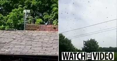 Family Forced To Trap Themselves In Home As Huge Swarm Of Wasps Invade Garden