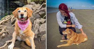 Woman Quits Job To Help Terminally Ill Dog Fulfill &lsquo;Bucket List&rsquo;