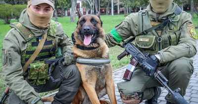 Abandoned Russian Special Forces Dog Swaps Sides And Is Now Saving Ukrainian Lives