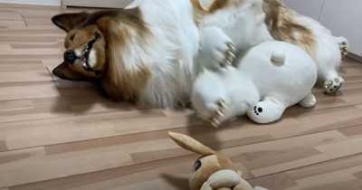This Guy Is Being Called &lsquo;Creepy&rsquo; And &lsquo;Scary&rsquo; For Spending &pound;12.5K To Become A Dog