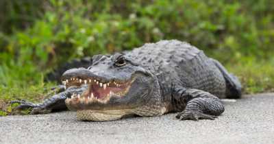 Florida Man Gets Injured As He Confuses Alligator With A Dog
