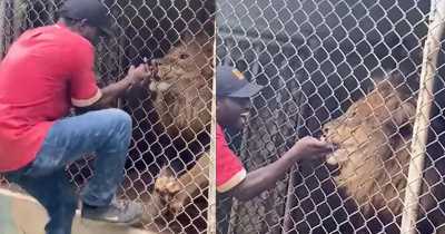Lion Bites Off Zookeeper's Fingers Infront Of Horrified Visitors