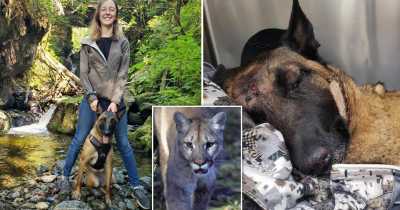 Hero Dog Who Defended California Owner From Mountain Lion Passes Away