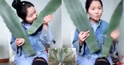 Vlogger Tries To Prove Health Benefits Of Aloe Vera, Poisons Herself Live On Camera