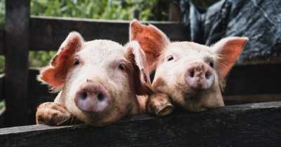 Moveover Dogs, Pigs Might Be The New "Man&rsquo;s Best Friend"