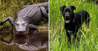 9ft Alligator Attacked & Ate Florida Man's Dog 'Like It Was Nothing'