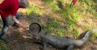 Australian Man Fights Off Crocodile With A Frying Pan