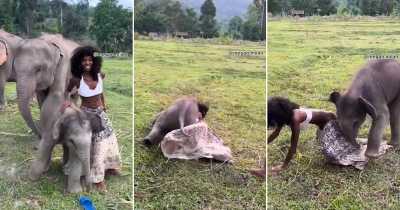 Hilarious Moment Playful Elephant Rips Off A Model's Skirt And Leaves Her Red-Faced