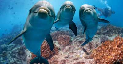 Dolphins Can Recognize Each Other By Taste Of Their Urine, Study Finds