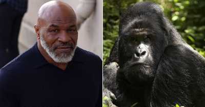Mike Tyson Offered Zookeeper Over $10k To Fight A Silverback Gorilla