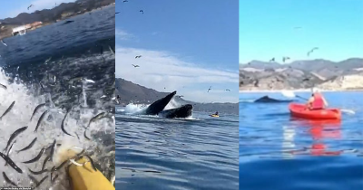 Whale Swallows Two Kayakers Only To Spit Them Back Out