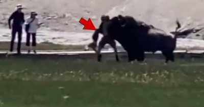 Bison Attacks Visitors When They Get A Little Too Close