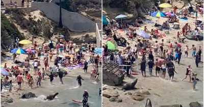 Sea Lions Chase Beachgoers At La Jolla Beach In San Diego