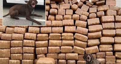 Police Dog Sniffs Out 'Record-Breaking' Drugs Haul As 5,000lbs Of Meth Worth $16m Seized