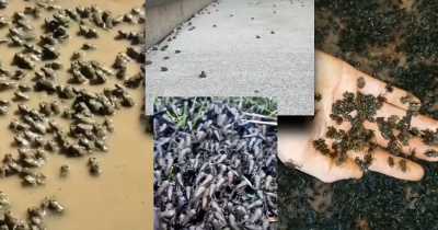 TikTok Teen Breeds Army Of 1.4 Million Frogs, Officials Are Alarmed