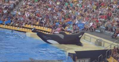 "I Don&rsquo;t Want To Die!" Student Screamed As She Tried To Escape The Deadly Whales Who Drowned Her