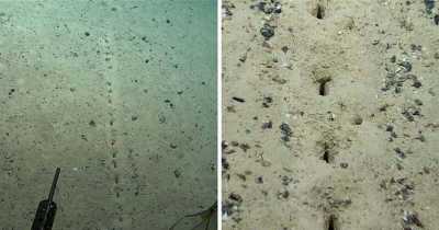 Scientists Ask Public For Help After Finding Mysterious Perfectly Aligned Holes On Ocean Bed