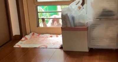 Monkeys Terrorizing Japanese City, Trying To Snatch Babies, Attack People