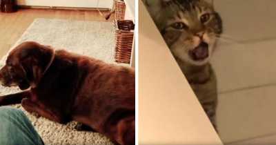 Dog&rsquo;s Fart So Rancid It Makes Cat Instantly Puke