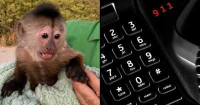 Monkey Calls 911 From Cellphone And Gets Cops Dispatched To California Zoo