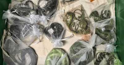 Man Smuggled Baby Crocodiles And 1,700 Other Wild Animals In His Clothes On Flight