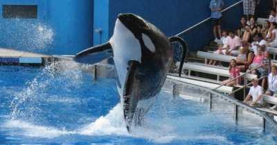 SeaWorld Trainer Screamed &lsquo;Somebody Help Me&rsquo; As She Was Dragged Down By Two Massive 6,000lb Orcas