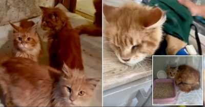 Dead Woman &lsquo;Eaten By Her 20 Cats, Body Undiscovered For Weeks&rsquo;