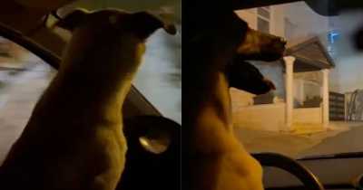 Man Arrested After He Uploads Video On Social Media Of His Dog Driving His Car