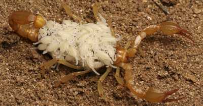 California Teens Discovered Two New Scorpion Species In Dry Lakebeds: &lsquo;These Kids Can Find Anything&rsquo;