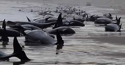 Hundreds Of Whales Wash Up On Beach After Nearly 200 Die In Mass Stranding Tragedy