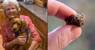 Couple Slammed With &pound;800 Vet Bill After Pet Dog Accidently Ate Marijuana