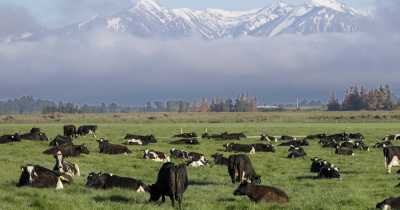 New Zealand Pushes 'Cow Fart Tax' On Farmers To Fight Climate Change