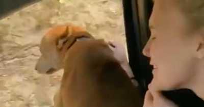 Over Excited Dog Poos All Over Its Mortified Owner's Lap