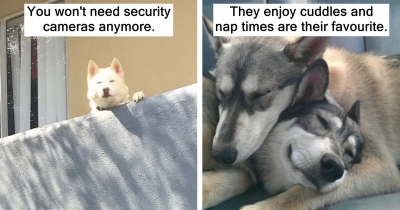 Valid Reasons for Choosing A Husky As Your Pet
